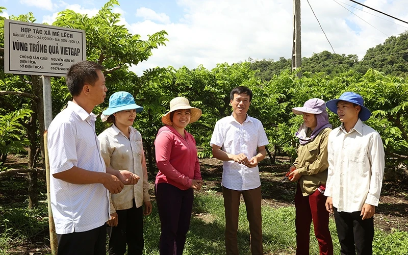 Mô hình trồng na của HTX Mé Lếch, xã Cò Nòi, huyện Mai Sơn, Sơn La.