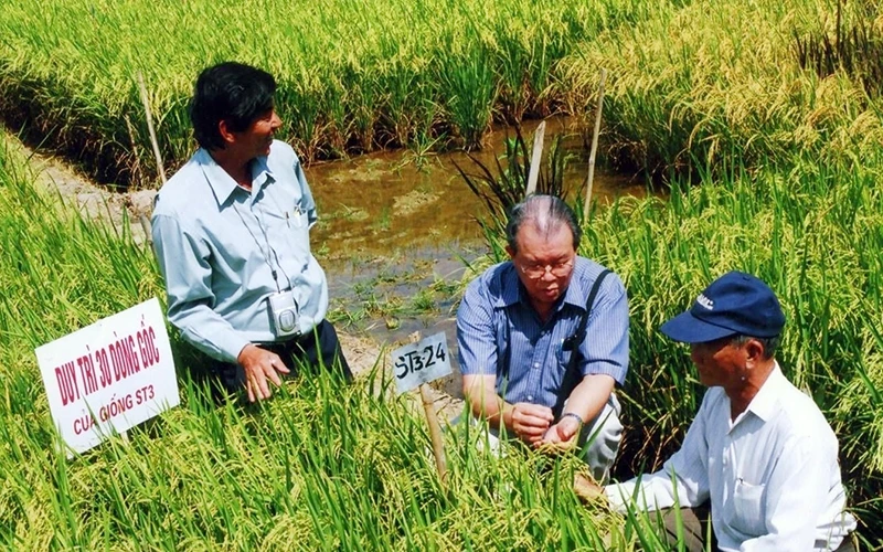 GS, TS Võ Tòng Xuân (ngồi giữa) cùng kỹ sư Hồ Quang Cua (đứng bên trái) thăm đồng lúa ST.