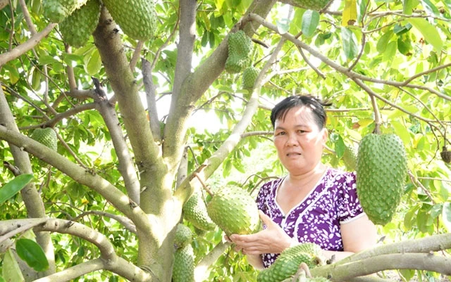 Cây mãng cầu Xiêm giúp nông dân huyện đảo Tân Phú Đông thoát nghèo.