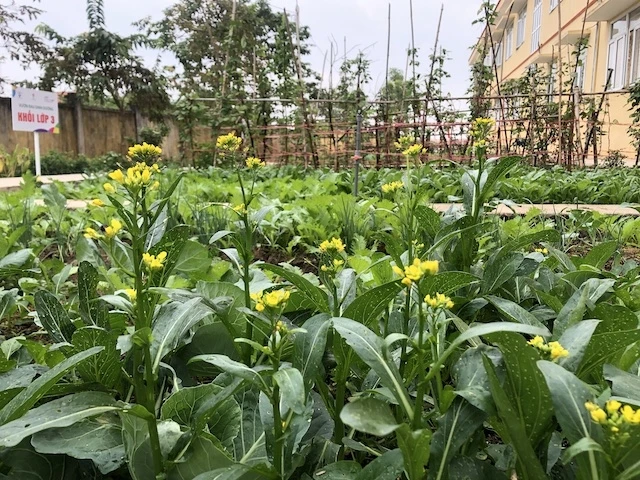 Khu vườn xanh tốt với nhiều loại rau trái đang trong vụ đông của thày trò Trường tiểu học Tống Phan.
