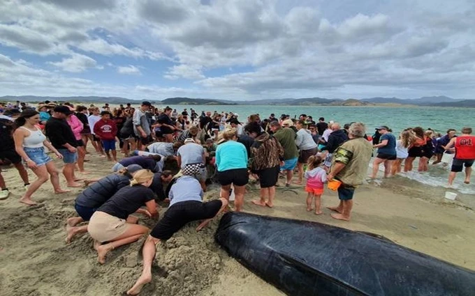 1.000 người đã tới bãi biển để hỗ trợ các nỗ lực giải cứu. (Ảnh: New Zealand Herald)