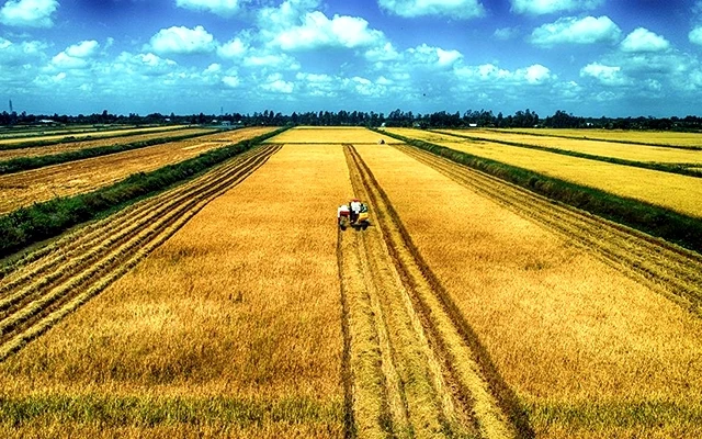 Sản xuất lúa theo mô hình cánh đồng lớn ở Bạc Liêu. Ảnh: Phan Thanh Cường
