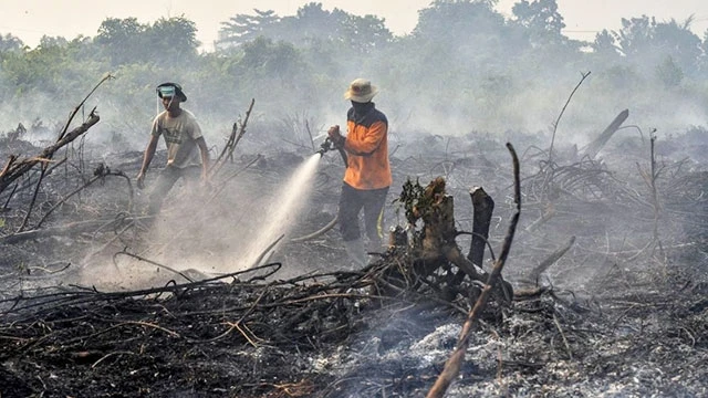 Indonesia thời gian qua đối mặt nạn cháy rừng nghiêm trọng. Ảnh: AP