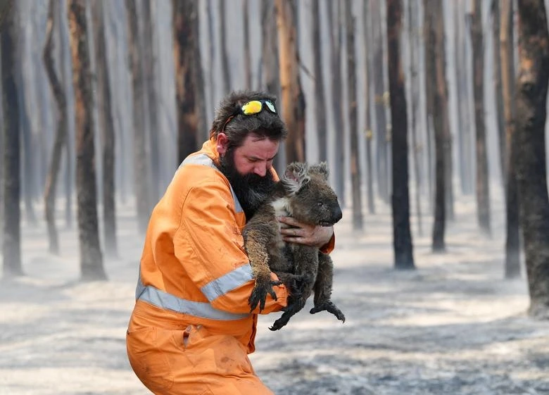 Anh Simon Adamczyk, nhân viên cứu hộ động vật hoang dã Adelaide bế một chú gấu koala trong khu vực bị cháy trụi gần Cape Borde trên đảo Kangaroo, phía tây bắc thành phố Adelaide, Austrlia (Ảnh: Reuter