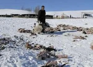 Gia súc chết do giá rét ở Mông Cổ. (Ảnh Reuters)