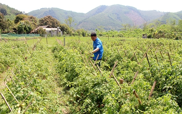 Mô hình trồng rau sạch theo tiêu chuẩn VietGAP của HTX nông nghiệp thanh niên Như Cố (huyện Chợ Mới, Bắc Kạn).