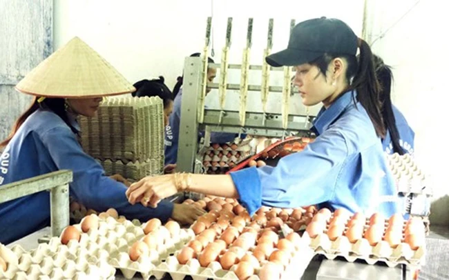 Công đoạn xếp trứng ở trang trại gà đẻ của Tập đoàn Hùng Nhơn (Bình Phước). Ảnh: VĂN PHONG