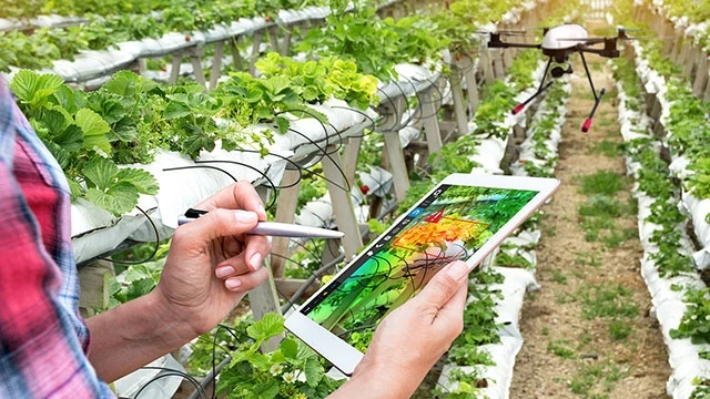 Các kỹ sư nông nghiệp Israel áp dụng công nghệ cao trong trồng trọt. Ảnh: ITRADE