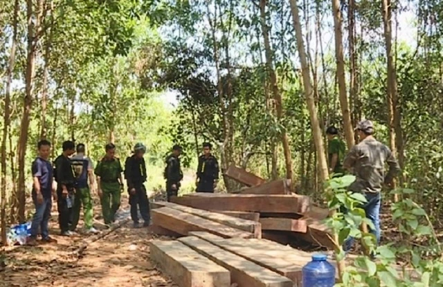Nhiều hộp gỗ được các đối tượng cất giấu ở bìa rừng xã Cư Yang, huyện Ea Kar được cơ quan chức năng phát hiện thu giữ.