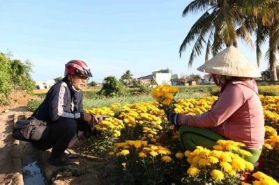 Du khách tìm đến làng hoa Mỹ Bình để thưởng ngoạn sắc màu sặc sỡ của loại hoa cúc vàng.