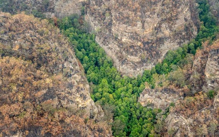 Chỉ còn chưa đến 200 cây thông Wollemi tồn tại hoang dã ở hẻm núi thuộc khu vực Di sản thế giới Blue Moutains (Ảnh: CNN)