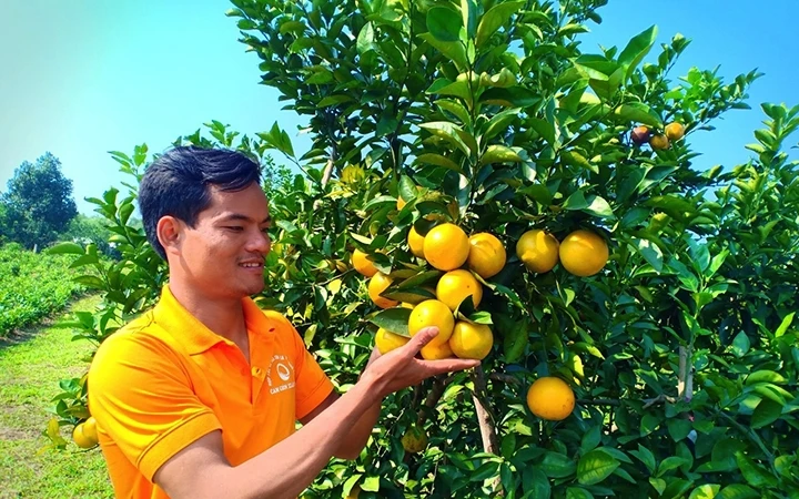 Người dân xã Thượng Lộc, huyện Can Lộc (Hà Tĩnh) trồng cam chanh, loại cam đã được cấp Nhãn hiệu chứng nhận Cam Thượng Lộc.