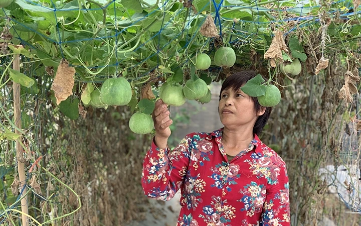Vườn dưa hữu cơ của HTX sản xuất và tiêu thụ rau hữu cơ công nghệ cao Cuối Quý, huyện Đan Phượng (Hà Nội).