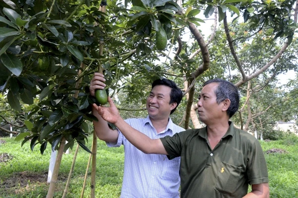 Ông Nguyễn Cảnh Thái Dương (trái) trao đổi với nông dân kỹ thuật chăm sóc bơ. Ảnh: Báo Bà Rịa - Vũng Tàu