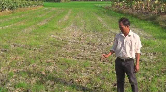 Ruộng lúa Đông Xuân ở xã Nhựt Ninh, huyện Tân Trụ, tỉnh Long An không còn nước tưới, khô nứt đất.