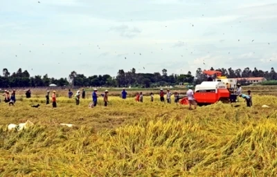 Nông dân thu hoạch lúa ở đồng bằng sông Cửu Long.