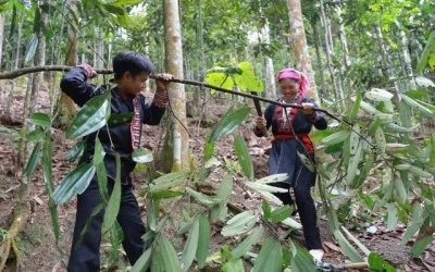 Những “vườn quế hạnh phúc” ở Nậm Đét.