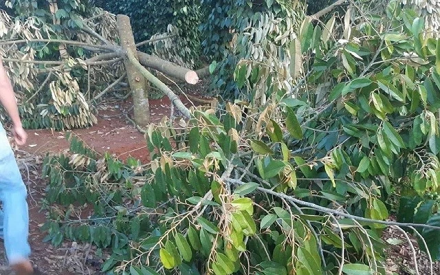 Vườn sầu riêng của gia đình chị Ly bị chặt phá gây thiệt hại nặng nề.