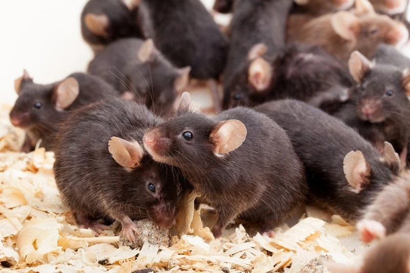 Chuột được nuôi cấy hàng loạt để phục vụ các thí nghiệm. Ảnh: Shutterstock.