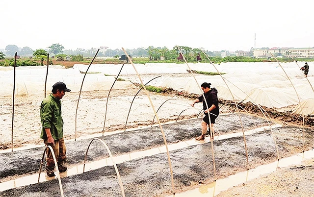Nông dân thị trấn Kim Bài (huyện Thanh Oai) xuống đồng chống rét cho mạ xuân. Ảnh: KIM VĂN
