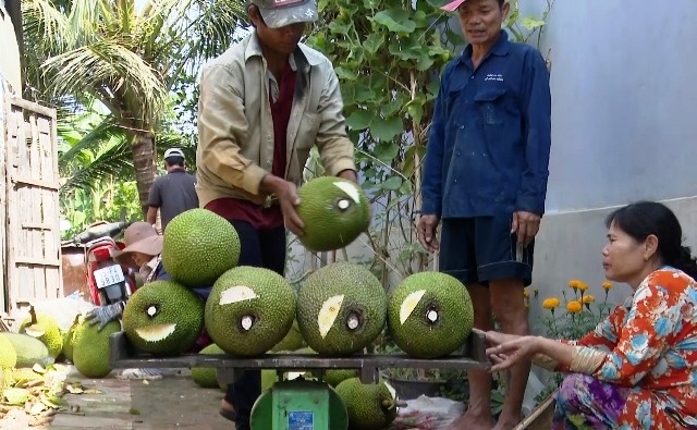 Giá mít giảm sâu, nhà vườn thất thu gần hai tỷ đồng.