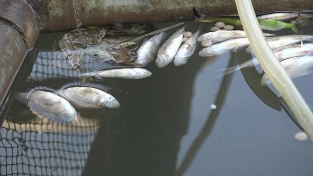 Cá chết nổi lềnh bềnh ở bè nuôi trên sông Cái Vừng.