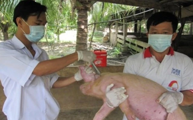 Việt Nam và Hoa Kỳ hợp tác nghiên cứu vaccine dịch tả lợn châu Phi