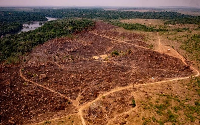 Tình trạng chặt phá rừng Amazon tại bang Mato Grosso, Brazil, ngày 29-8-2019. (Ảnh: Getty Images)