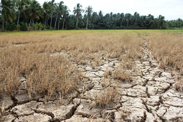 Nhiều cánh đồng lúa tại tỉnh Bến Tre đã bị chết khô.