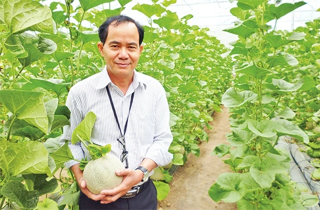 Giống dưa lưới do các đảng viên, nhà khoa học của Ban Quản lý Khu nông nghiệp công nghệ cao thành phố Hồ Chí Minh nghiên cứu lai tạo.