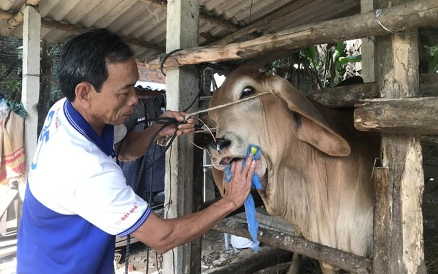 Nhiều ngày qua, ông Nguyễn Hữu Phước dùng dung dịch sát khuẩn chăm sóc đàn bò bị bệnh LMLM. 