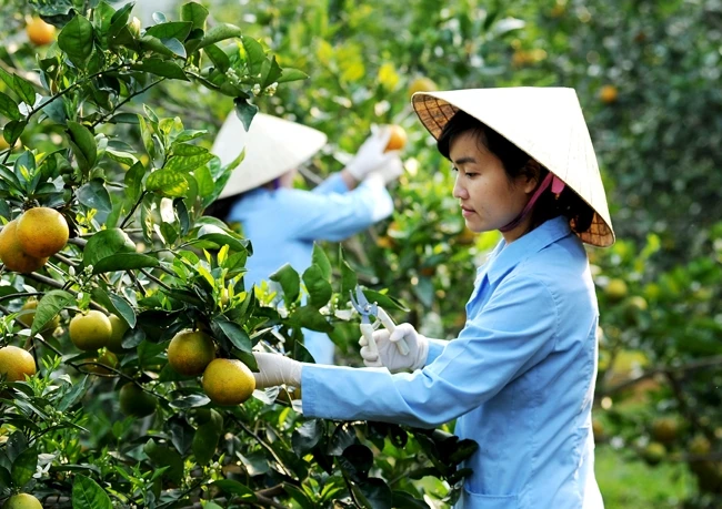 Chăm sóc cây cam trên vùng đất Lam Sơn, huyện Thọ Xuân (Thanh Hóa).