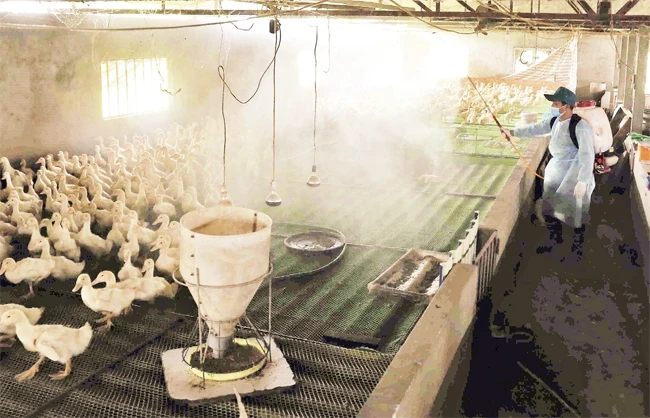 Nhân viên thú y phun thuốc tiêu độc, khử trùng bảo vệ đàn vật nuôi cho hộ nông dân tại thôn Phú Vinh, xã Phú Nghĩa, huyện Chương Mỹ. Ảnh: VŨ SINH