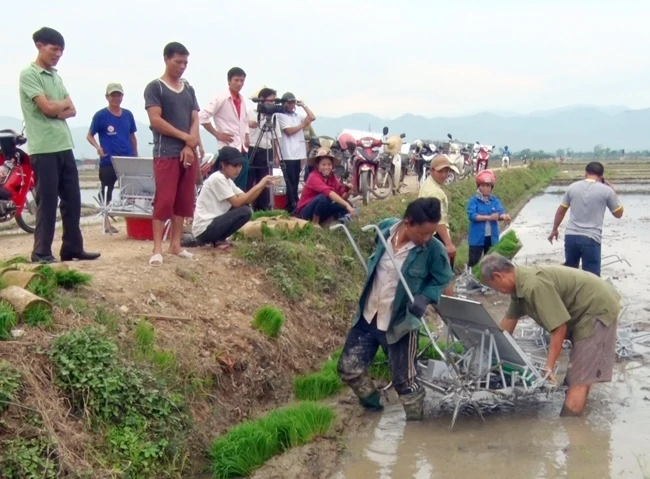 Nông dân xã Thanh Xương, huyện Điện Biên (tỉnh Điện Biên) sử dụng máy cấy bằng tay trên mô hình cánh đồng “một giống”.