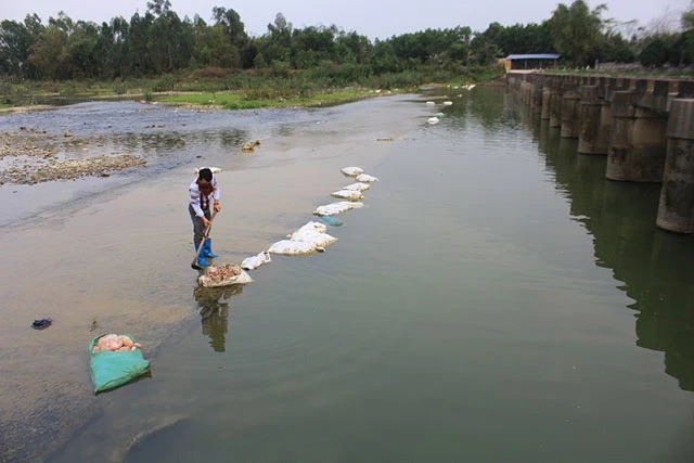 Những bao tải gà chết trên sông Con đoạn chảy qua đập Líp, phường Châu Sơn, TP Sông Công.