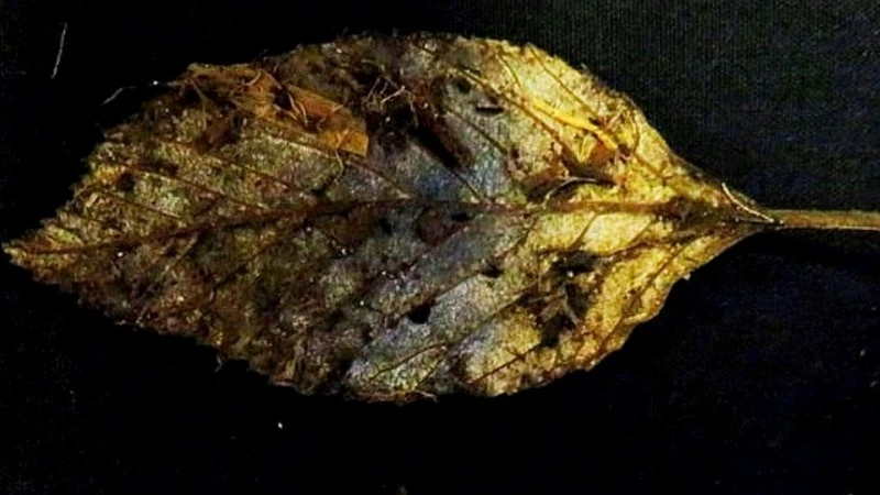 Một chiếc lá cây du cách đây 6.000 năm được phát hiện nguyên vẹn. Ảnh: SWNS