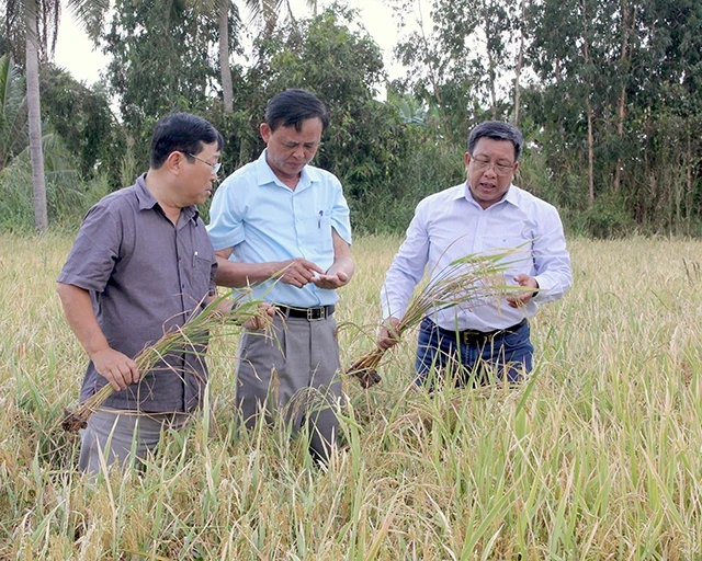 Thứ trưởng Hà Công Tuấn kiểm tra tình hình lúa bị khô hạn trên địa bàn vùng ngọt tỉnh Cà Mau.