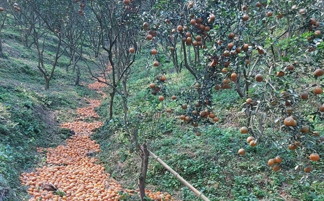 Nhiều vườn cam ở Bắc Quang (Hà Giang) bị rụng đến 70% sản lượng cam trên cây.