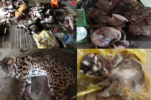Nhiều cá thể động vật hoang dã, quý hiếm bị phát hiện, tạm giữ ngày 26-2 vừa qua tại Thanh Hóa.