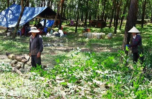 Chặt cao-su bàn giao mặt bằng khu tái định cư Lộc An - Bình Sơn.