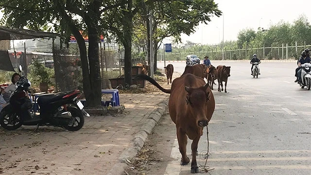 Chăn thả rông trâu, bò trên đại lộ Thăng Long tiềm ẩn nhiều nguy cơ tai nạn giao thông.