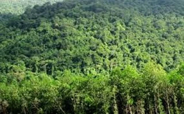 Chỉ thị mới trong công tác quản lý, bảo vệ rừng đặc dụng và rừng phòng hộ