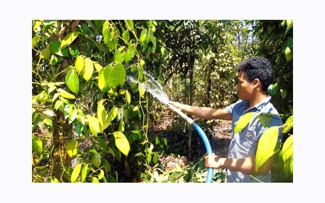 Người dân xã Thống Nhất, huyện Bù Ðăng (Bình Phước) dẫn nước từ suối để tưới hồ tiêu. Ảnh: HOÀNG BẮC