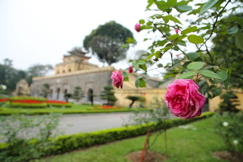 Những ngày đầu tháng 3, hàng trăng gốc hồng cổ Sa Pa đã bung nở hoa, khoe sắc tại khu di tích Hoàng Thành Thăng Long.