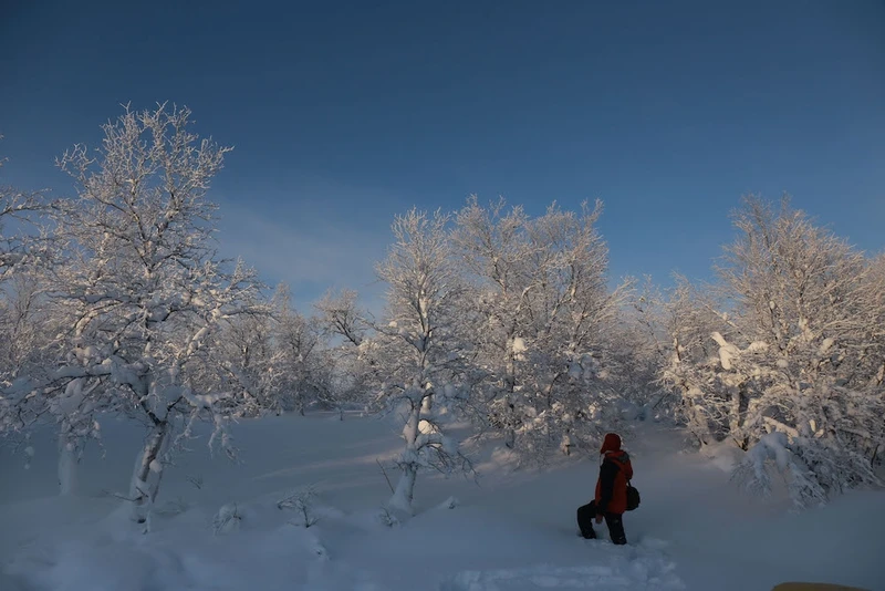 Chiêm ngưỡng những khu rừng phủ băng tuyết trắng xoá tại Murmansk khiến bạn có cảm giác như đang ở trong những khu rừng cổ tích.