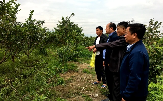 Gia đình ông Ðồng Văn Ðông, thôn Liêu Thượng, xã Ðồng Phong, huyện Nho Quan chuyển đổi đất ruộng trũng sang trồng ổi đem lại hiệu quả kinh tế cao.