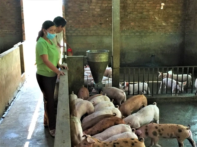 Việc UBND huyện Krông Ana công bố hết dịch tả lợn châu Phi trên địa bàn nhằm thúc đẩy việc tái đàn phục hồi ngành chăn nuôi.