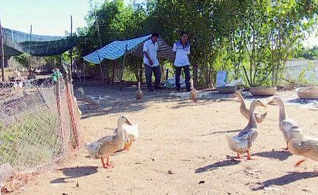 Mô hình nuôi vịt an toàn sinh học tại huyện Tam Nông (Đồng Tháp). Ảnh: TRỌNG TRUNG