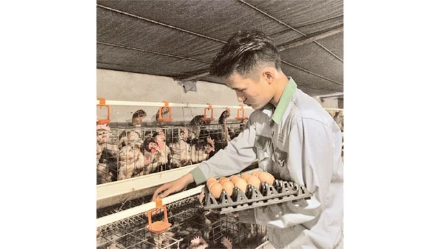 Thu hoạch trứng gà ở một trang trại tại xã Cấn Hữu, huyện Quốc Oai. Ảnh: NGỌC MAI
