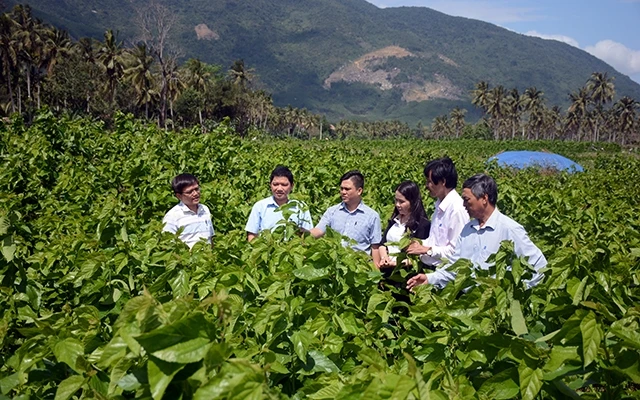 Lãnh đạo Huyện ủy Hoài Ân khảo sát mô hình trồng dâu nuôi tằm trên diện tích 74 ha tại xã Ân Hảo Tây. Ảnh: HỒNG HÀ